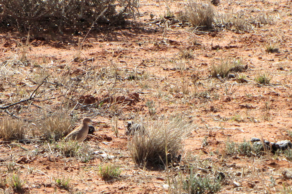 Little Button-quail (Turnix velox)